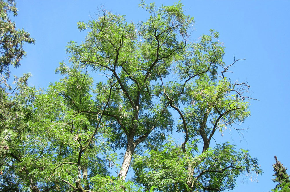 Baum des Jahres 2020 Die Gewöhnliche Robinie