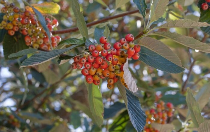 Echte Mehlbeere (Sorbus aria)