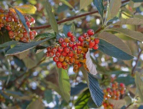 Baum des Jahres 2024 – Die Echte Mehlbeere (Sorbus aria)